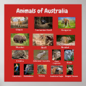 Australische dieren poster (Voorkant)