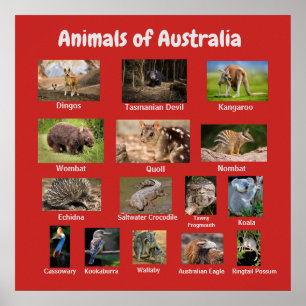 Australische dieren poster