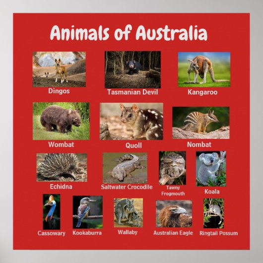 Australische dieren poster (Voorkant)