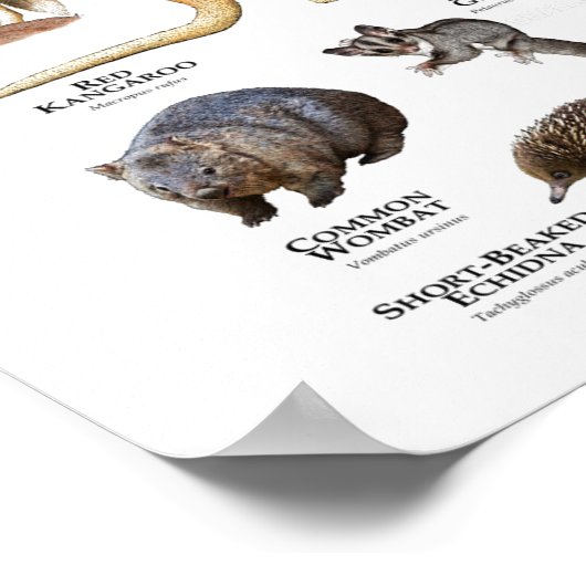 Australische dieren poster (Hoek)