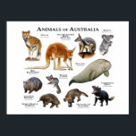 Australische dieren poster<br><div class="desc">Serie van dieren uit Australië achtergrond</div>