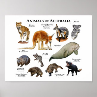 Australische dieren poster