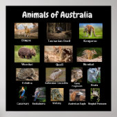 Australische dieren poster (Voorkant)