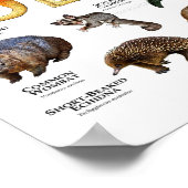 Australische dieren poster (Hoek)