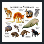 Australische dieren poster<br><div class="desc">Dieren tegen achtergrond van Australië</div>