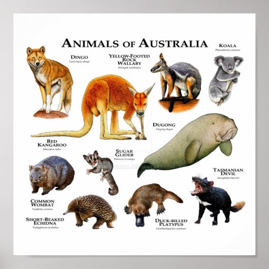 Australische dieren poster (Voorkant)