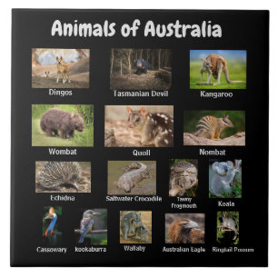 Australische dieren tegeltje
