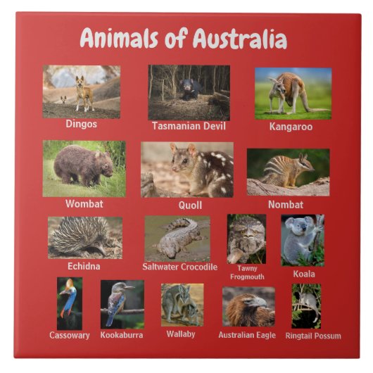 Australische dieren tegeltje (Voorkant)