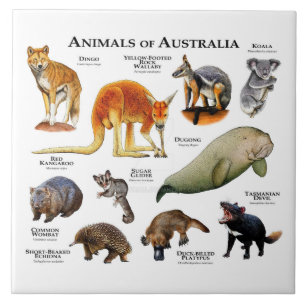 Australische dieren tegeltje