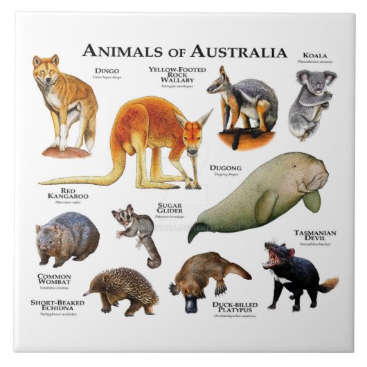Australische dieren tegeltje (Voorkant)