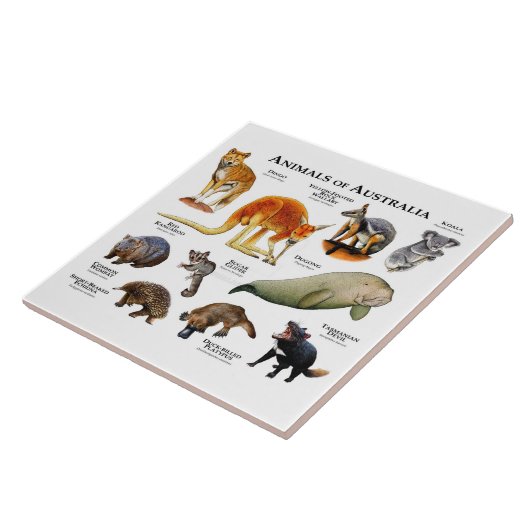 Australische dieren tegeltje (Zijkant)