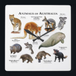 Australische dieren vierkante klok<br><div class="desc">Serie van dieren uit Australië achtergrond</div>