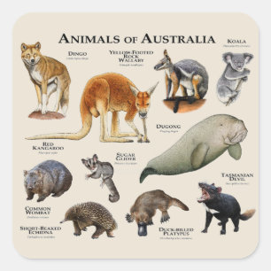 Australische dieren vierkante sticker