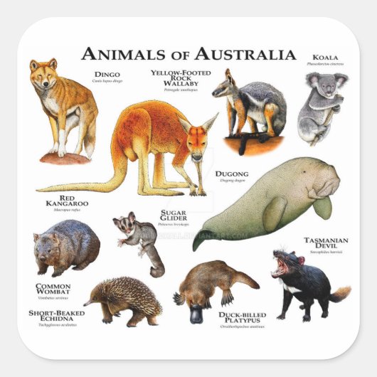 Australische dieren vierkante sticker (Voorkant)