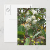 Australische eucalyptusboom in bloem briefkaart (Voorkant / Achterkant)