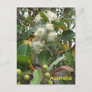 Australische eucalyptusboom in bloem briefkaart