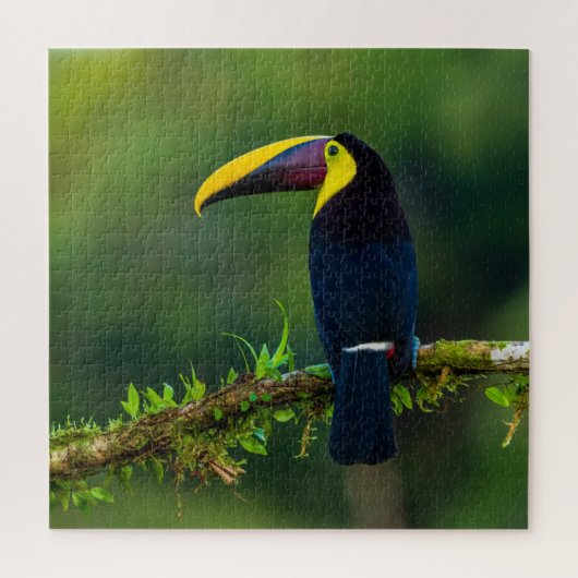 Australische exotische zomertoukvogel uitdagend legpuzzel (Verticaal)