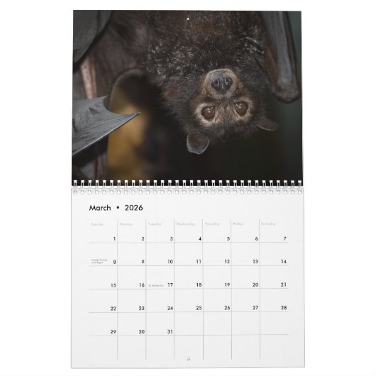 Australische Flying Fox Bat Calendar - 3 maten Kalender (Mar 2026)