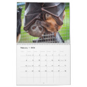 Australische Flying Fox Bat Calendar - 3 maten Kalender (Feb 2026)