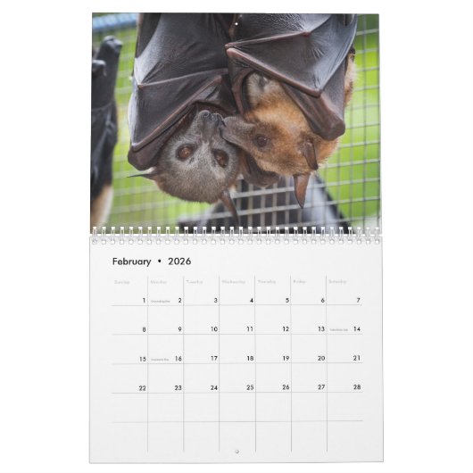 Australische Flying Fox Bat Calendar - 3 maten Kalender (Feb 2026)