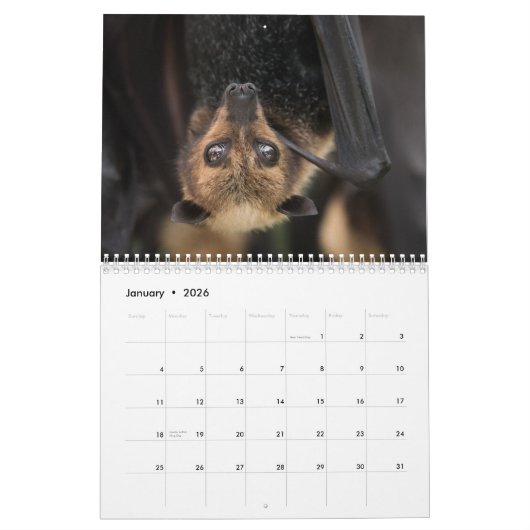 Australische Flying Fox Bat Calendar - 3 maten Kalender (Jan 2026)