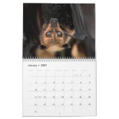 Australische Flying Fox Bat Calendar - 3 maten Kalender (Jan 2027)