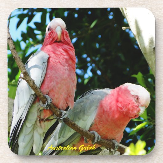 Australische Galah - Roseate Kaketoe Onderzetter (Voorkant)