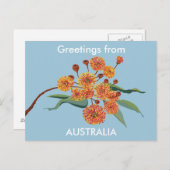 Australische gombloesems briefkaart (Voorkant / Achterkant)