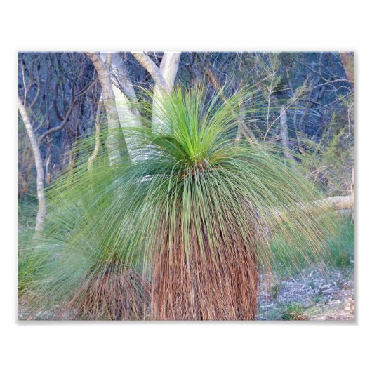 Australische grasboom foto afdruk (Voorkant)