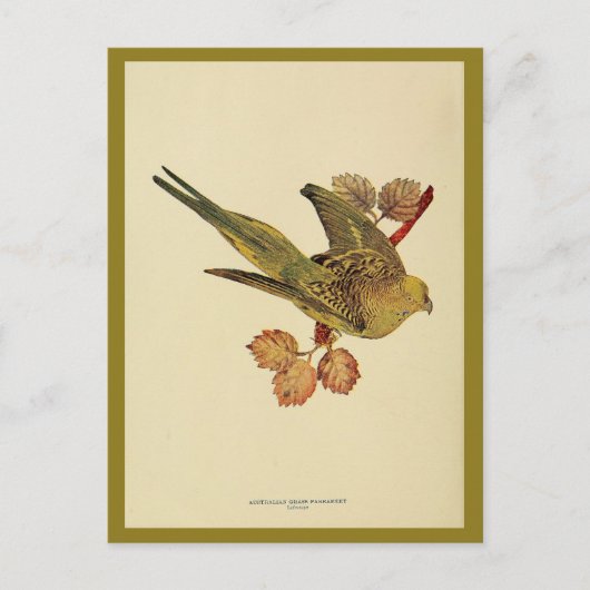 Australische grasparrakeet kleurenfoto Briefkaart (Voorkant)