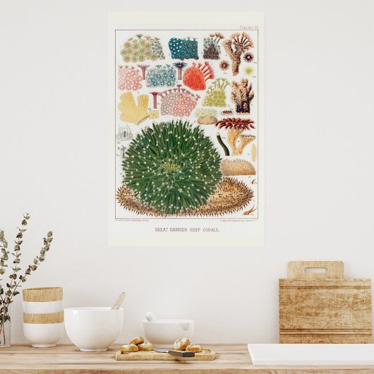 Australische  Great Barrier Reef Coral Poster (Keuken)