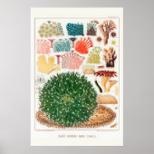 Australische Great Barrier Reef Coral Poster (Voorkant)