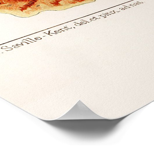 Australische  Great Barrier Reef Coral Poster (Hoek)