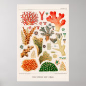 Australische Great Barrier Reef Coral Poster (Voorkant)