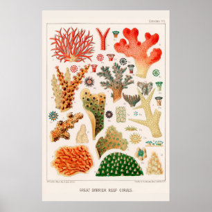 Australische Great Barrier Reef Coral Poster
