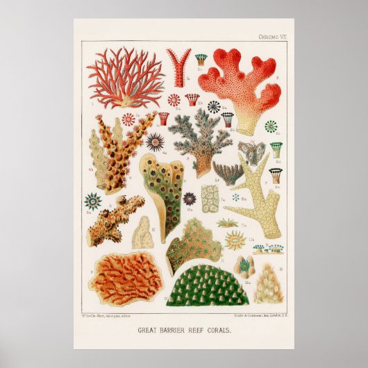 Australische  Great Barrier Reef Coral Poster (Voorkant)