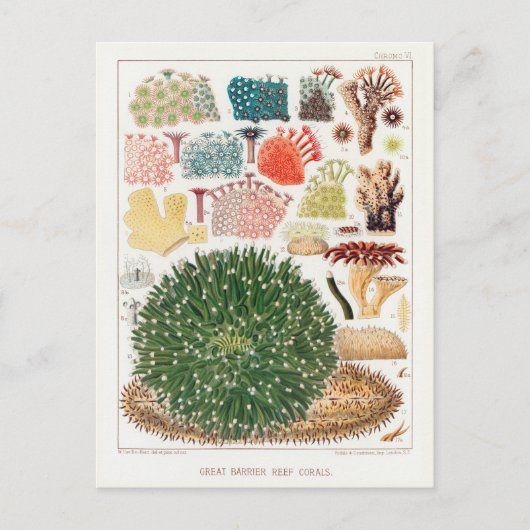 Australische Great Barrier Reef Coral Poster Briefkaart (Voorkant)