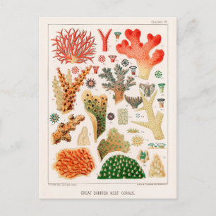 Australische  Great Barrier Reef Coral Poster Briefkaart