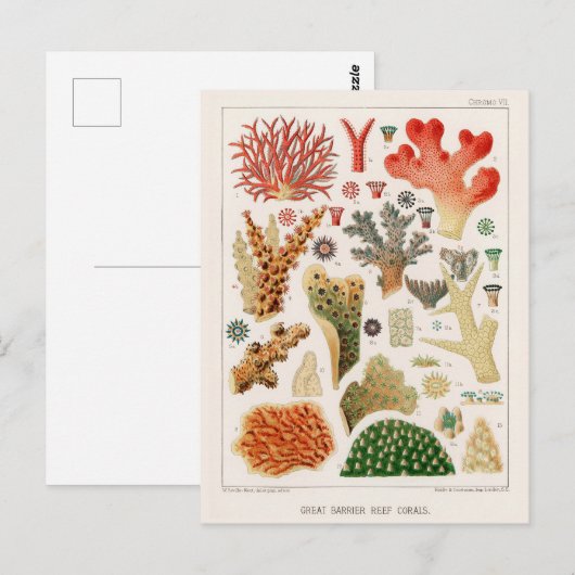 Australische  Great Barrier Reef Coral Poster Briefkaart (Voorkant / Achterkant)