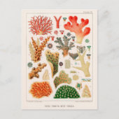Australische  Great Barrier Reef Coral Poster Briefkaart (Voorkant)