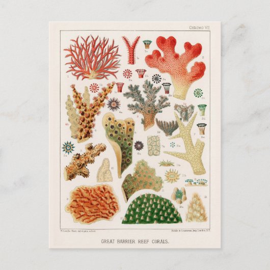 Australische Great Barrier Reef Coral Poster Briefkaart (Voorkant)
