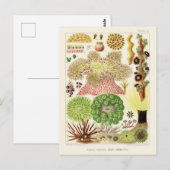 Australische  Great Barrier Reef Poster Briefkaart (Voorkant / Achterkant)