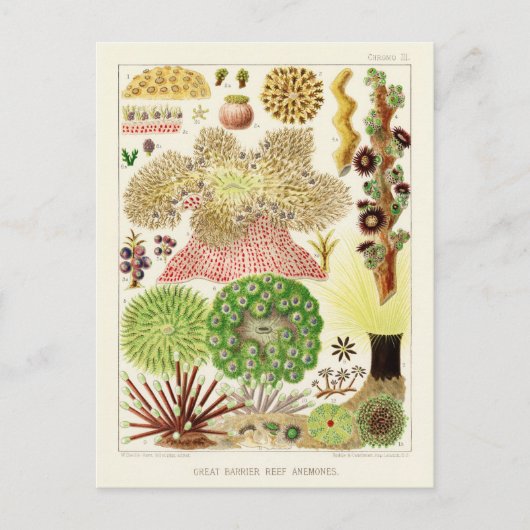 Australische  Great Barrier Reef Poster Briefkaart (Voorkant)