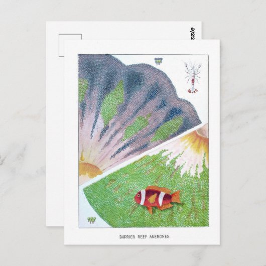  Australische Great Barrier Reef Revel Briefkaart (Voorkant / Achterkant)