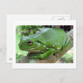 Australische groene boomkikker briefkaart (Voorkant / Achterkant)