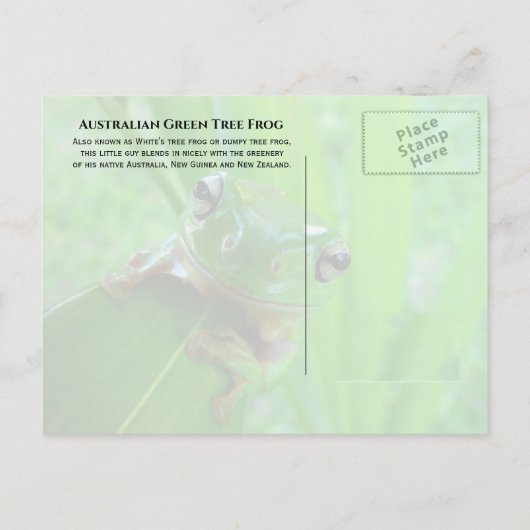 Australische groene boomkikker, witte boomkikker briefkaart (Achterkant)
