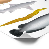 australische groep van zoetwatervissen poster (Hoek)