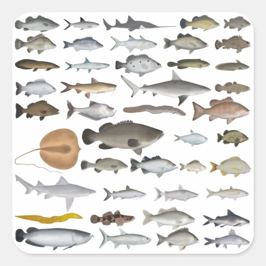 australische groep van zoetwatervissen vierkante sticker (Voorkant)