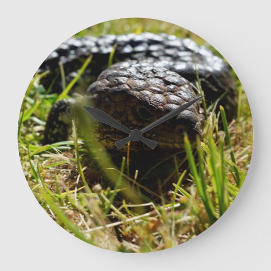 Australische hagedis (Stumpy)   Grote Klok (Voorkant)