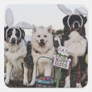 Australische herder, Aussie, herder Vierkante Sticker